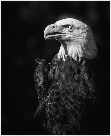 Let Freedom Ring