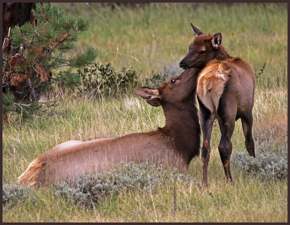 Motherly Devotion