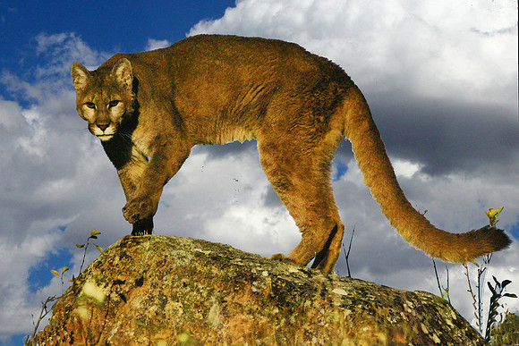 Mountain Cougar