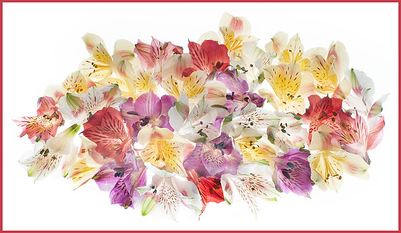 Photographing Flowers for Transparency