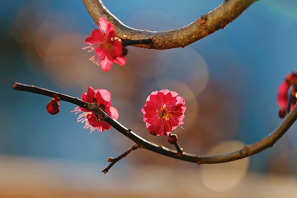 Spirit of the spring