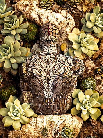 Succulent Slumber