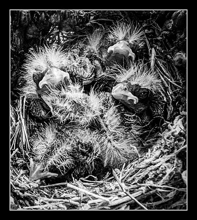 Together-Nest