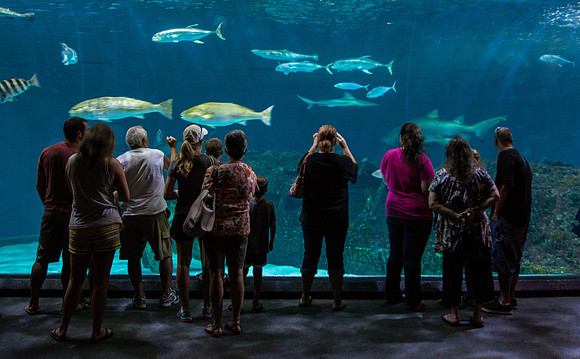 A Day at the Aquarium