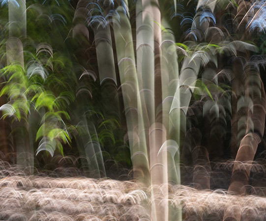 Bamboo Forest