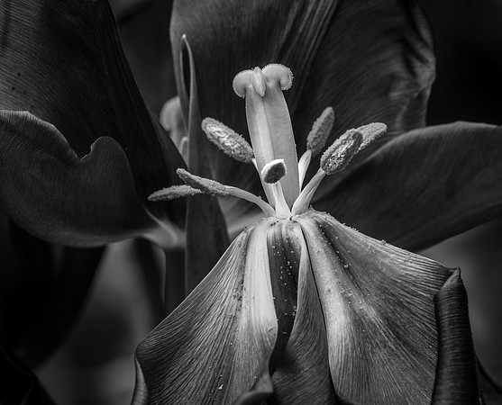Tulip Disrobed