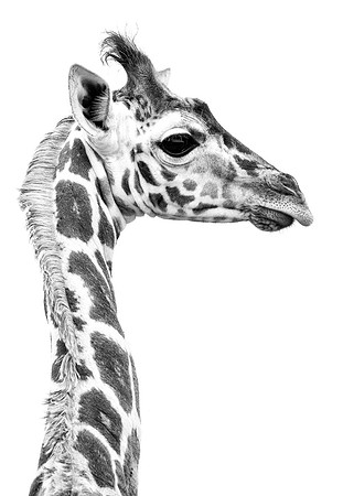 Longneck