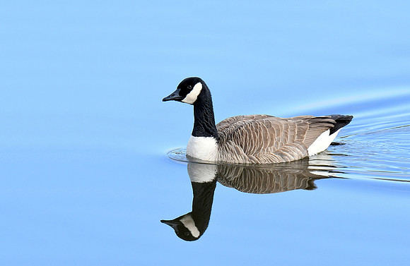 Ripples