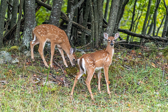 Springtime Twin Fawns