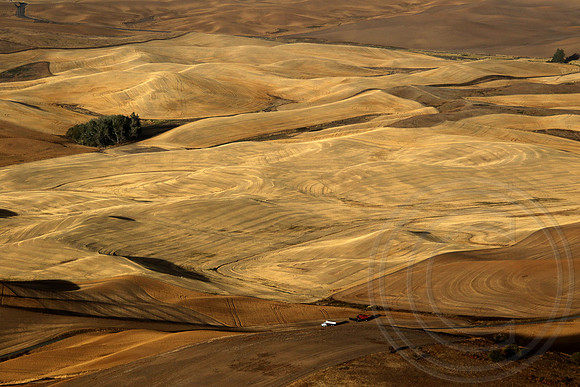 Amber Waves of Grain