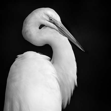 Elegant Egret