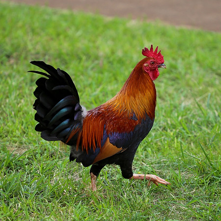 Fauna