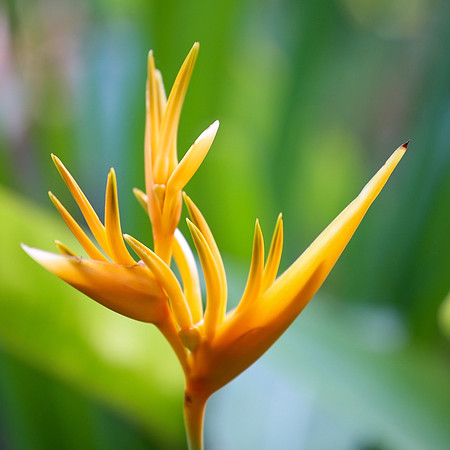 Flora