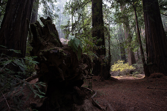 Forest Light