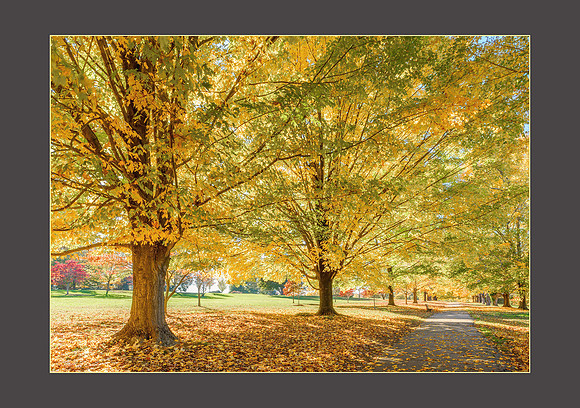Golden Leaves