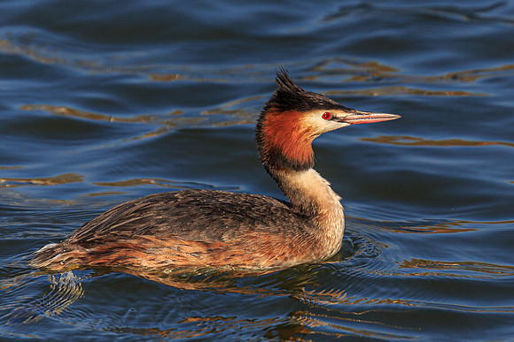 Great Crested Grebe