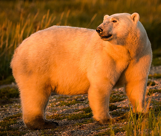 Polar Bear at Sunset