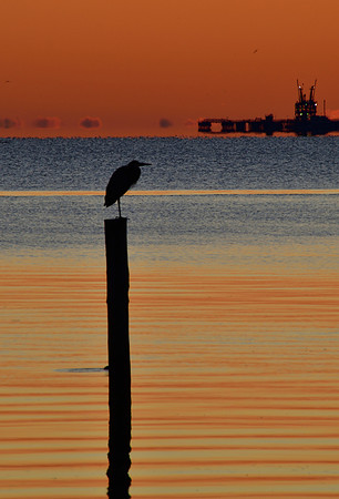 Sunrise Silhouettes, Sitting Shorebird and Ship