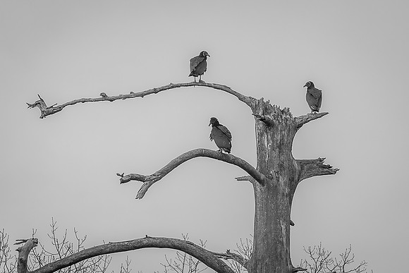Watchful Eyes