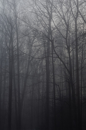 Morning Shroud