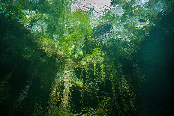 Underwater Canopy