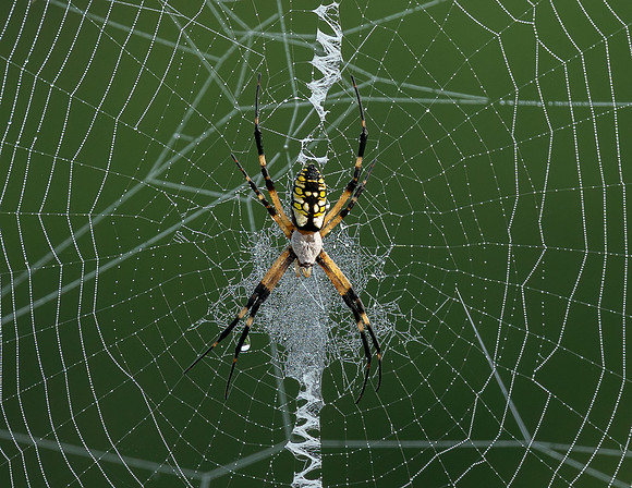 Along Came a Spider