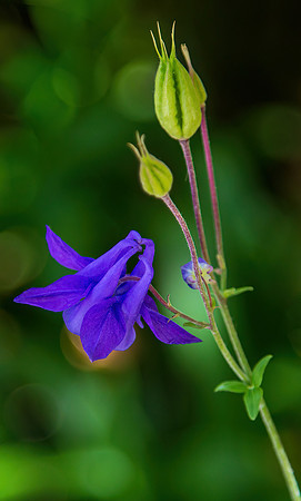 Solitary Columbine Bloom