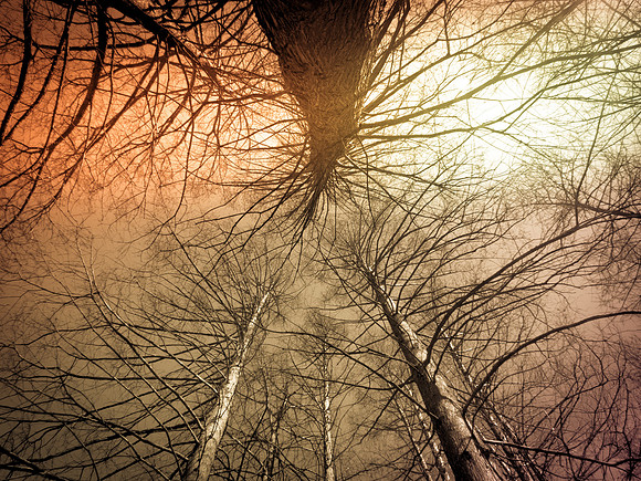 Tree Bones