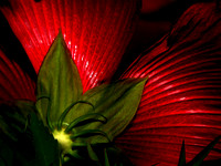 Hibiscus Behind the Scenes
