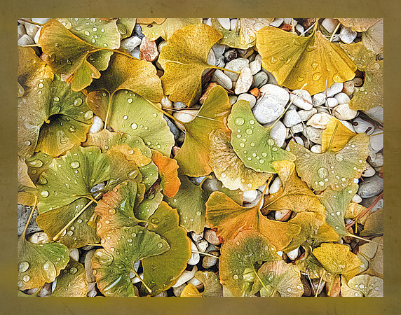 Wet Ginkgo on White Gravel