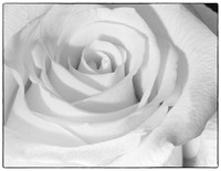 Monochrome Rose