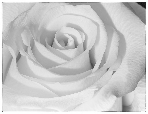 Monochrome Rose