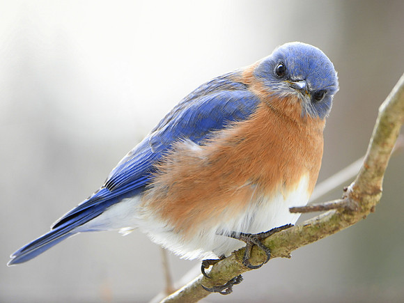 Angry Bluebird
