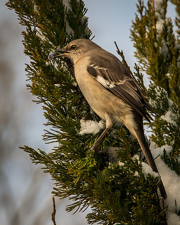 Northern Mockingbird