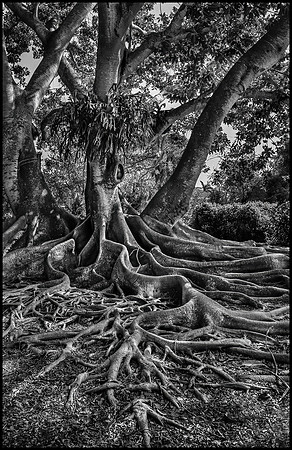 Tree of Life