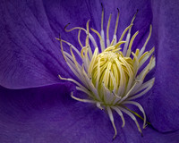Emerging Blossom