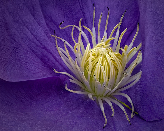 Emerging Blossom