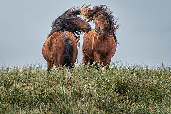 Way of the Wind