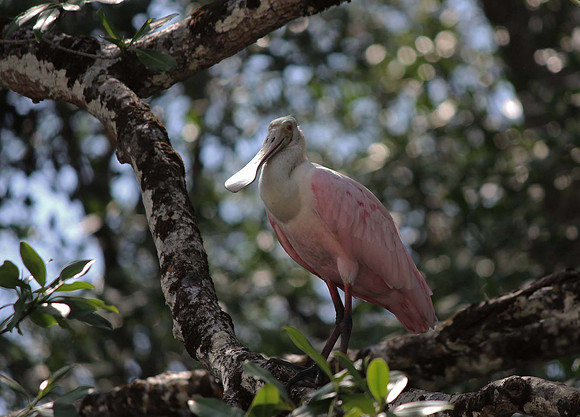 Roseate Spoonbill, Mexican Rainforest