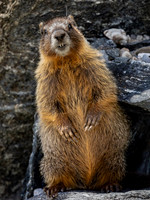 Marmot Jr