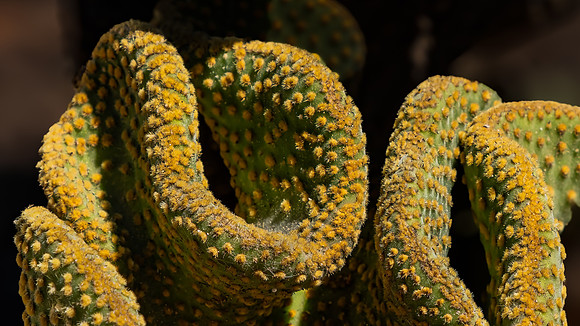 Serpentine