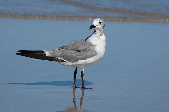 Shoreside Gull