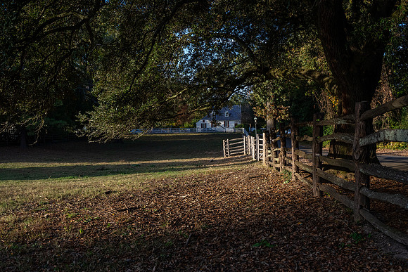Afternoon Shadows