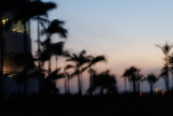 Palms Past the Porch