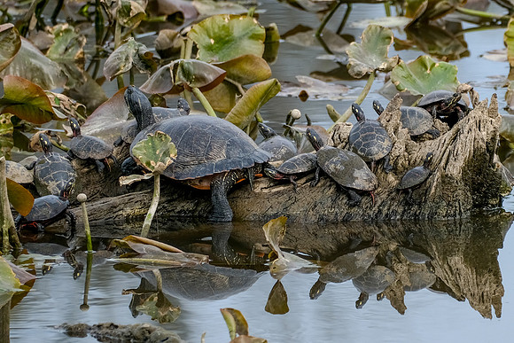 Turtles Galore