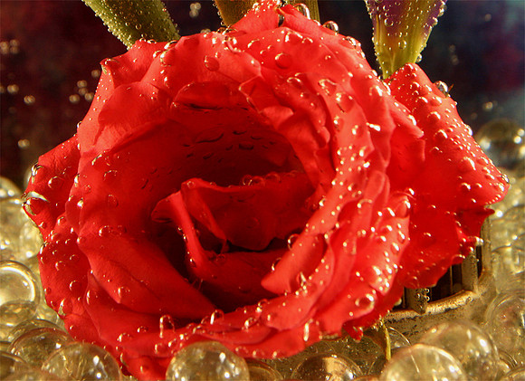 Rose in water