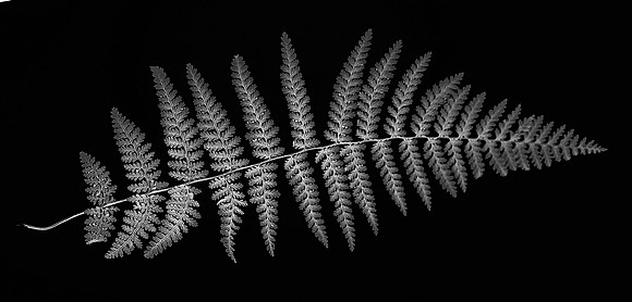Digital Photogram