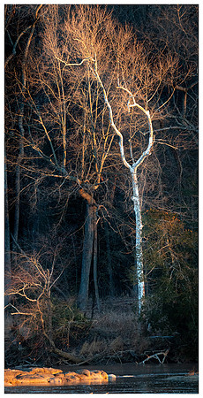 Sycamore Aglow