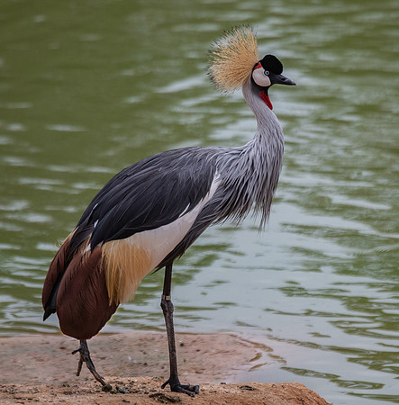 Crested Crane