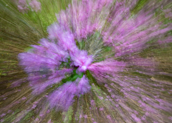 Purple Explosion